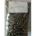 Chinese new sunflower seeds superior quality